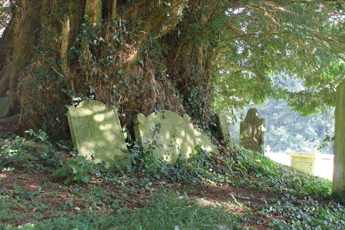 Yew at Breamore St Mary's Church