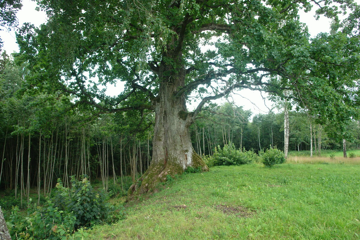 Dambji Oak