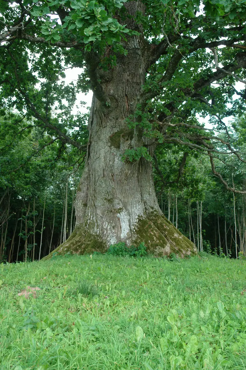 Dambju Oak