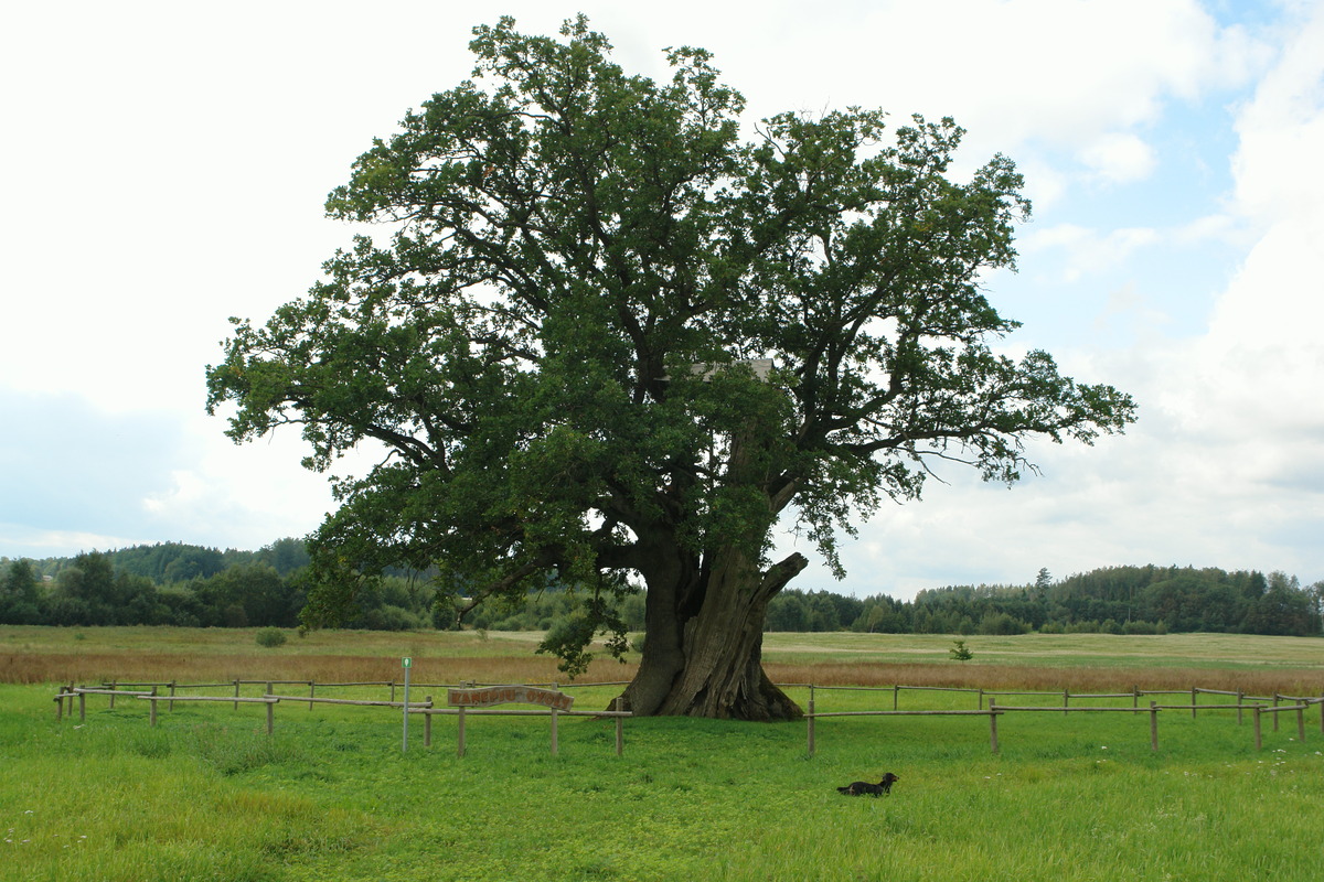 Kaņepi Oak tree - one of the largest trees in Latvia.