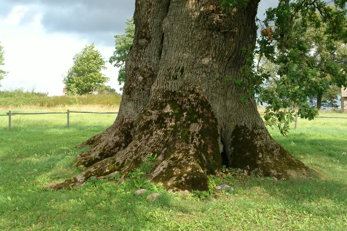 The mighty trunk of Kaņepi Oak tree - the circumference is 9.82 m.