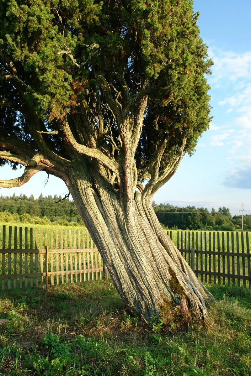 Trunk of Rieteklis Juniper, August 2007