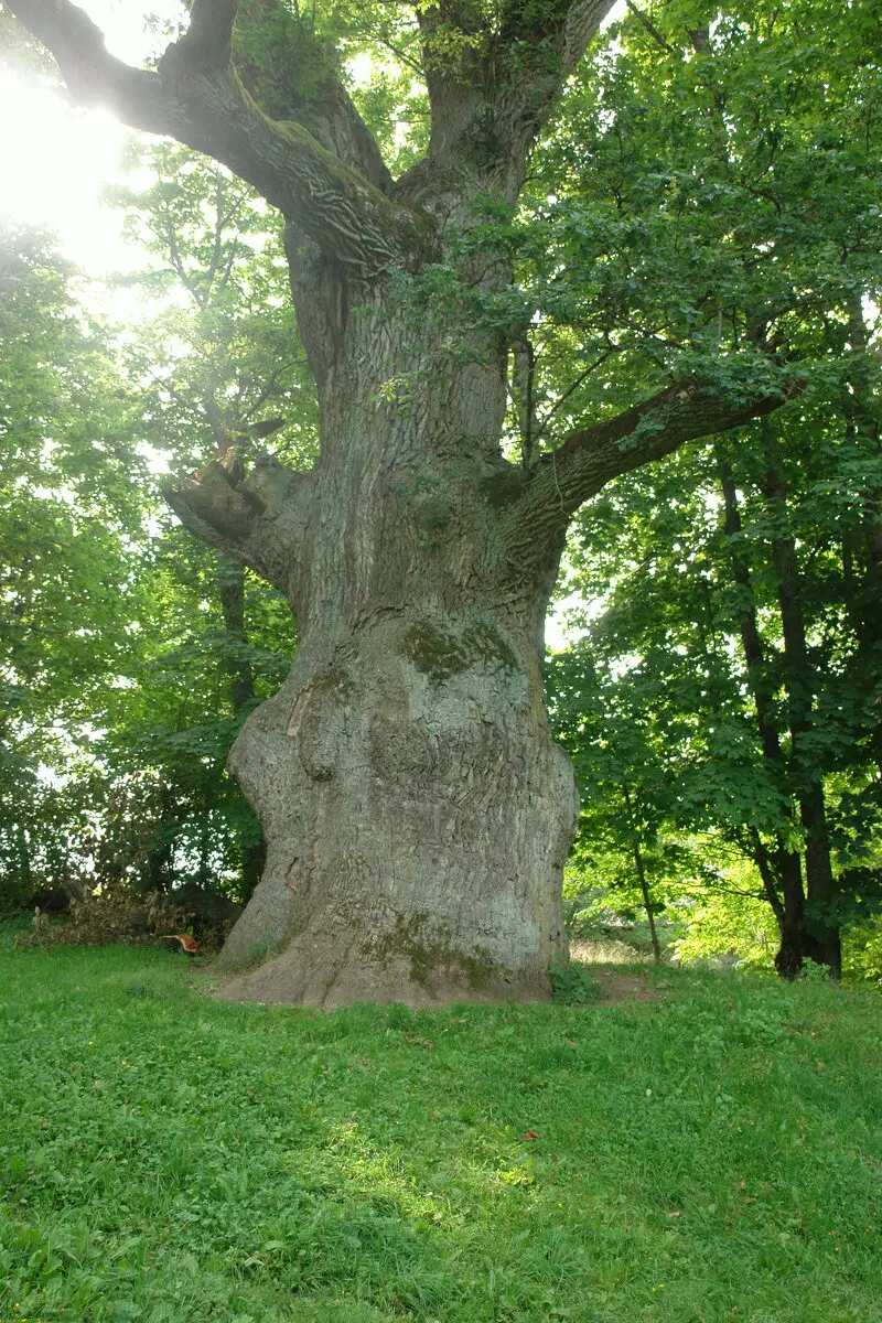 Sejas Oak in 2007