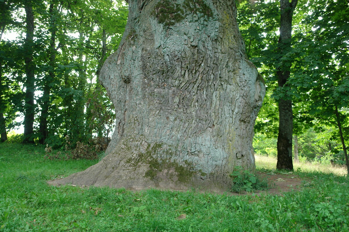 Sejas Oak, 2007
