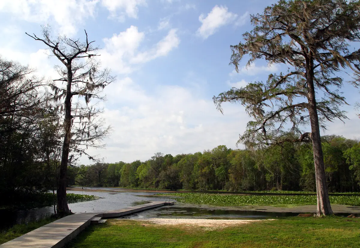 View at Wacissa Springs