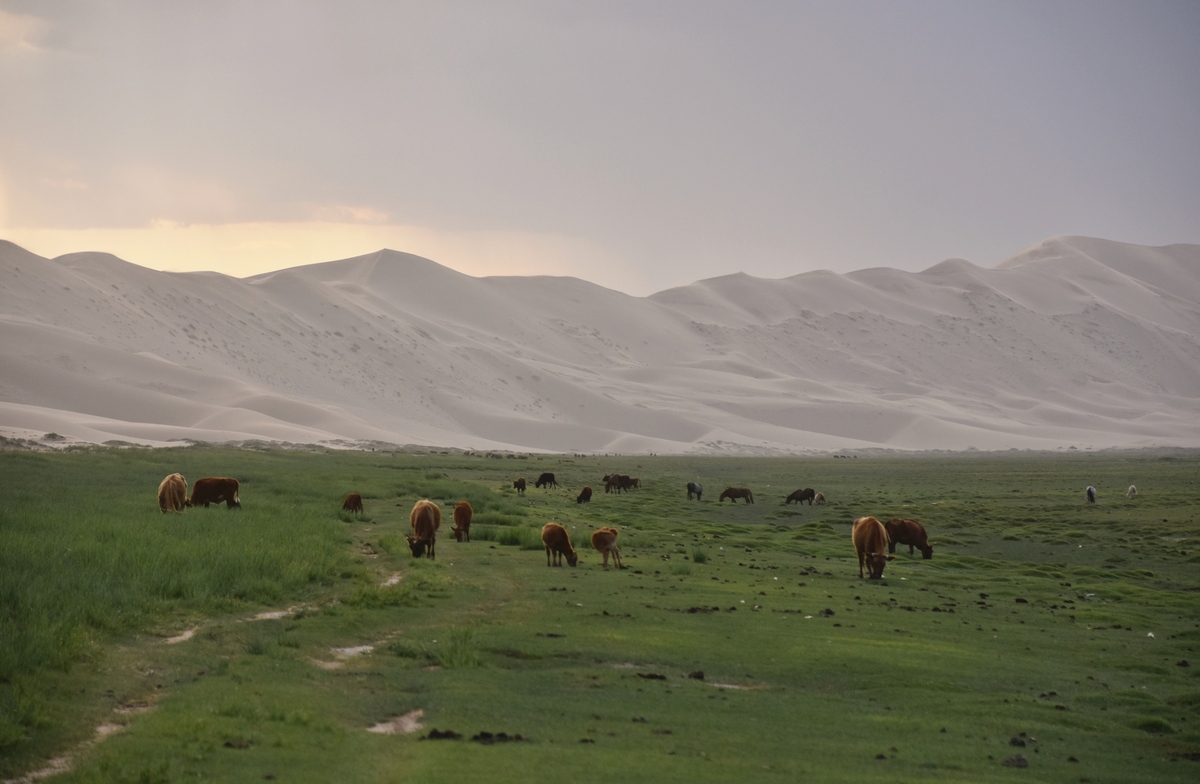 Khongoryn Els singing dunes in Mongolia - some of the most impressive aeolian formations of the world