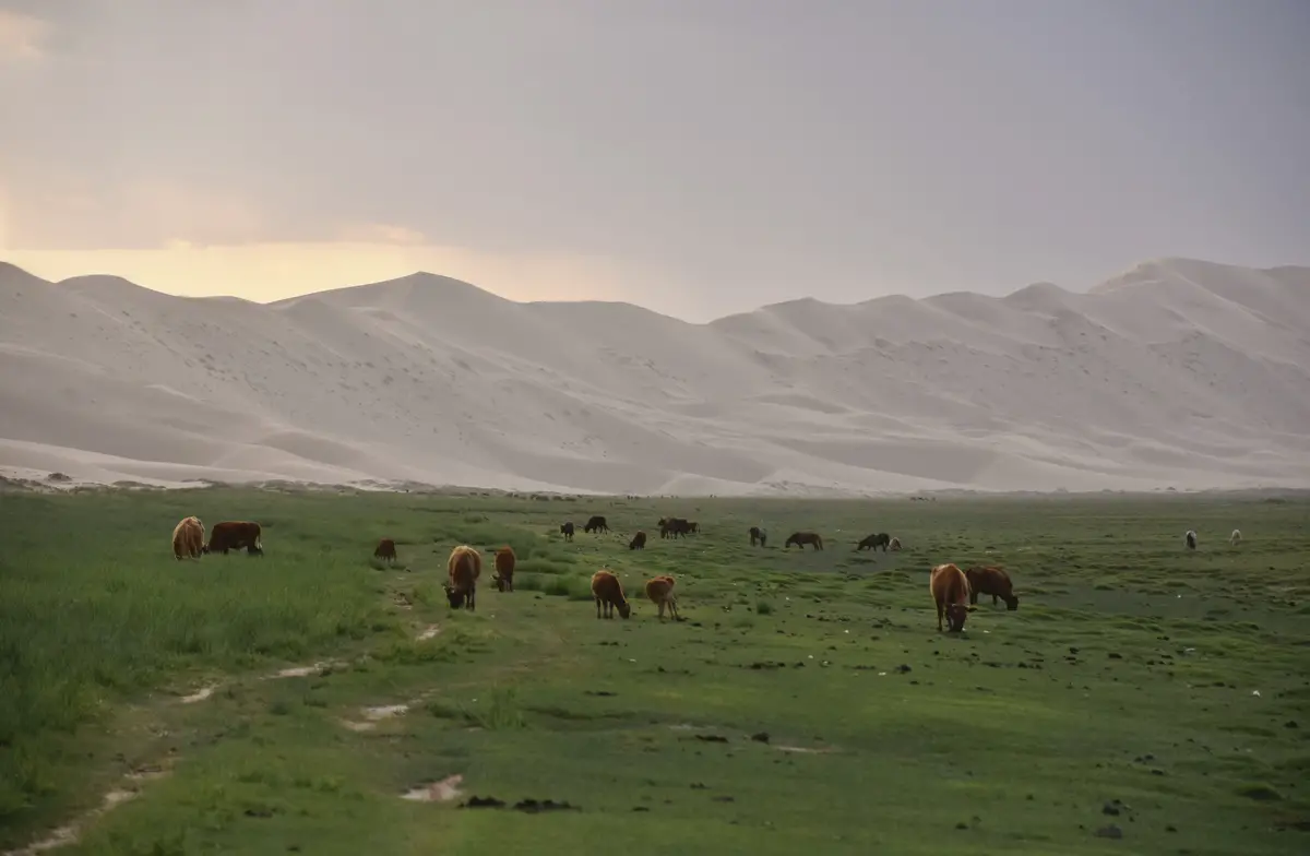 Khongoryn Els singing dunes in Mongolia - some of the most impressive aeolian formations of the world