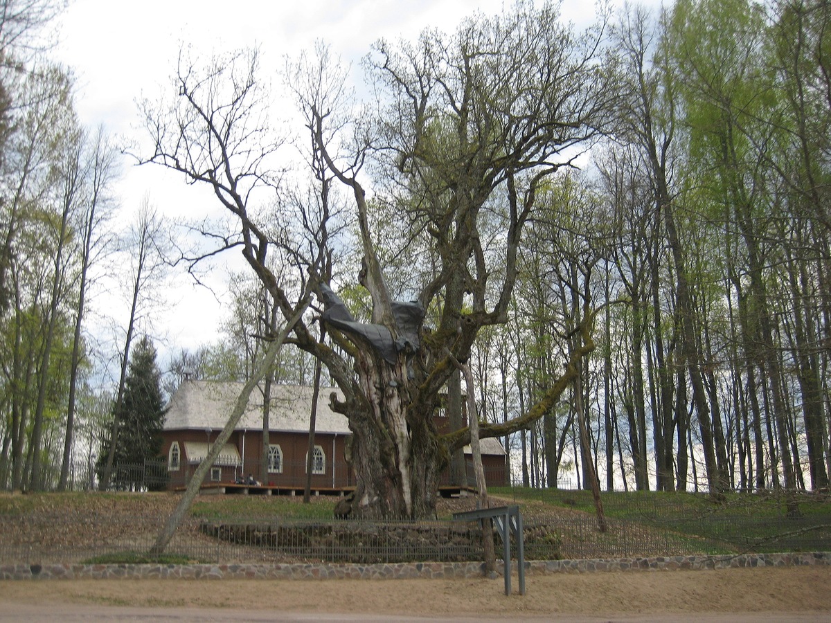 Stelmužė Oak in April 2014 with Stelmužė Lord Jesus Cross Church in the background