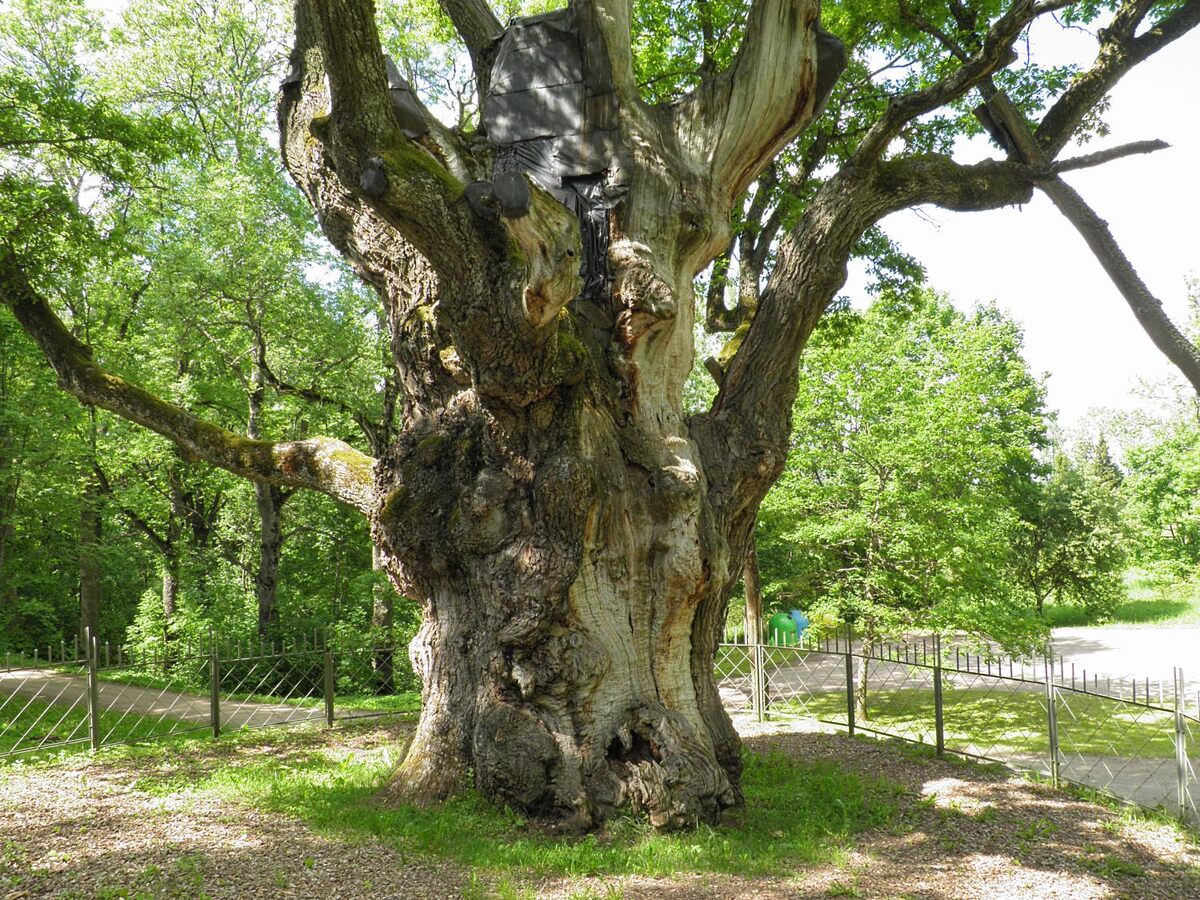 The mighty trunk of Stelmužė Oak
