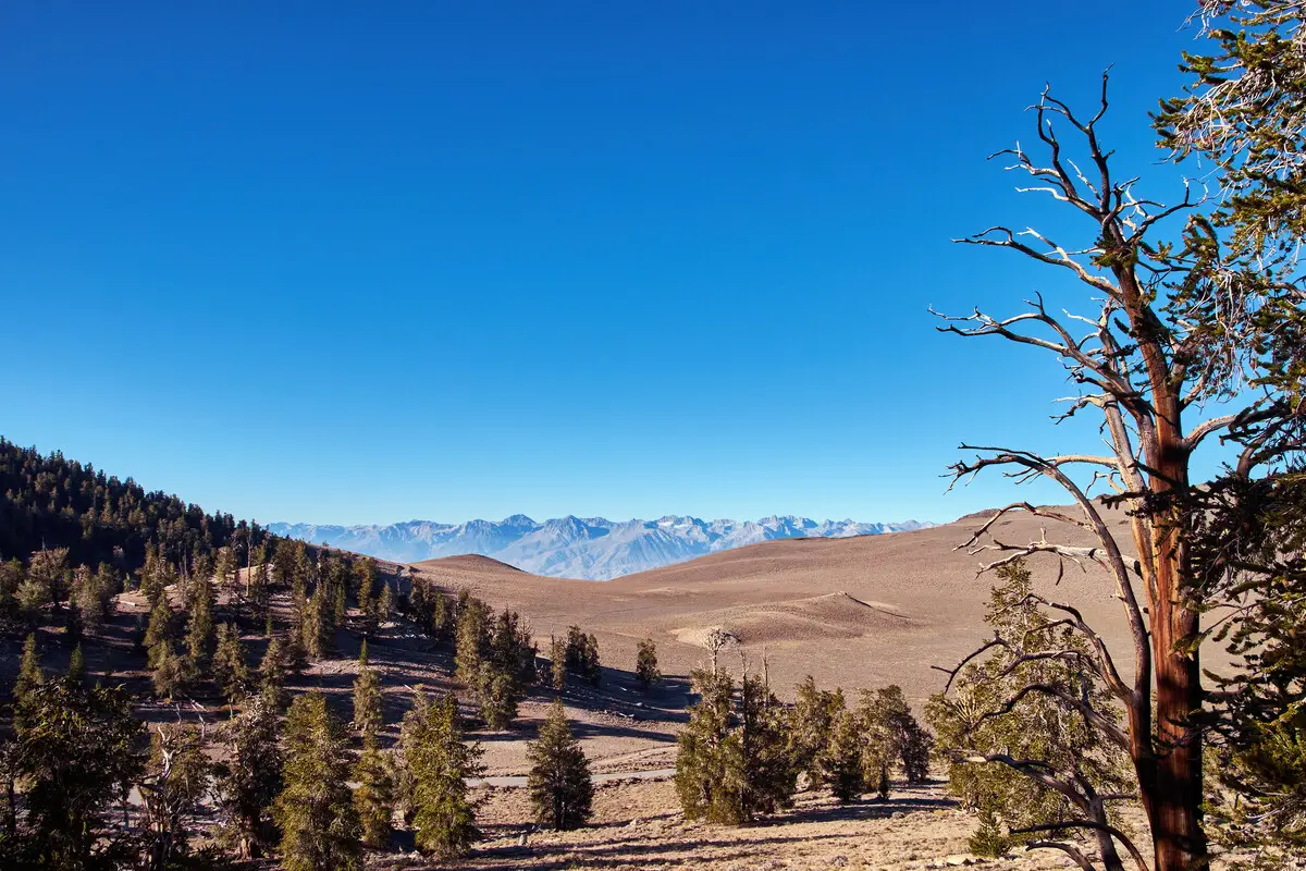 Forest in extreme height - Ancient Bristlecone Pine Forest