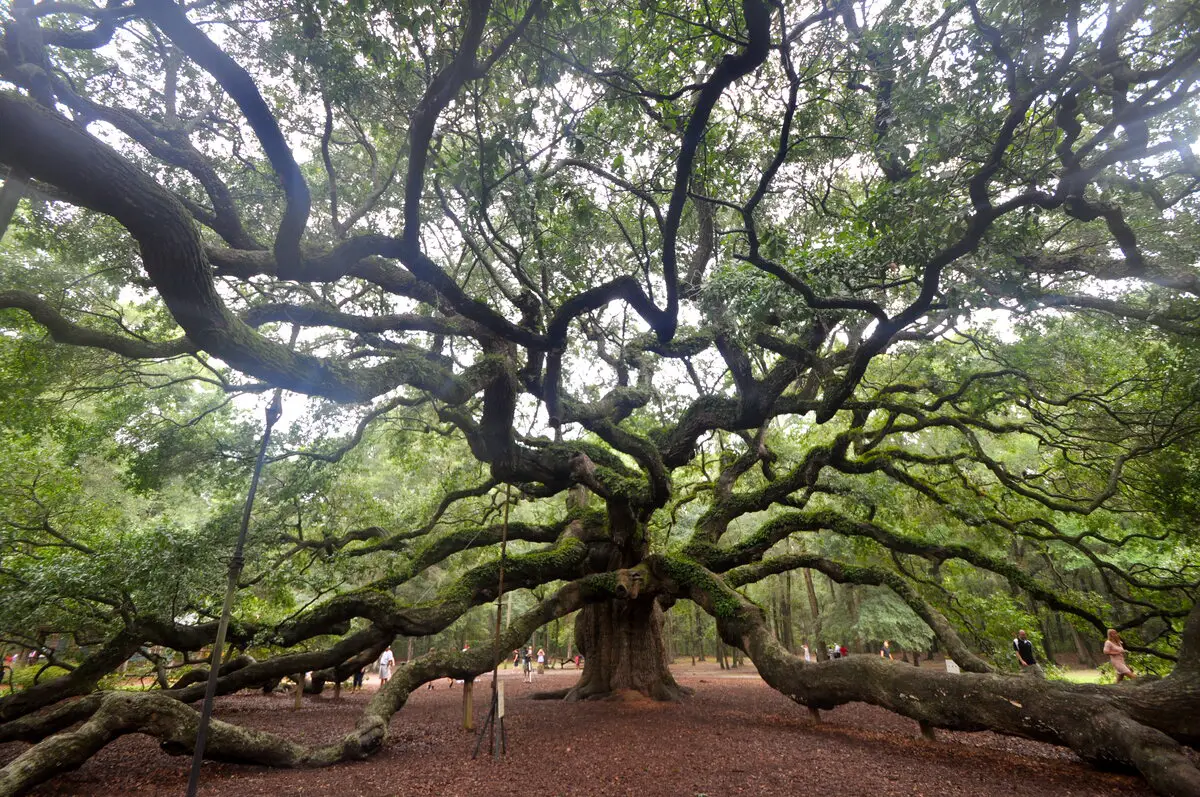 Angel Oak