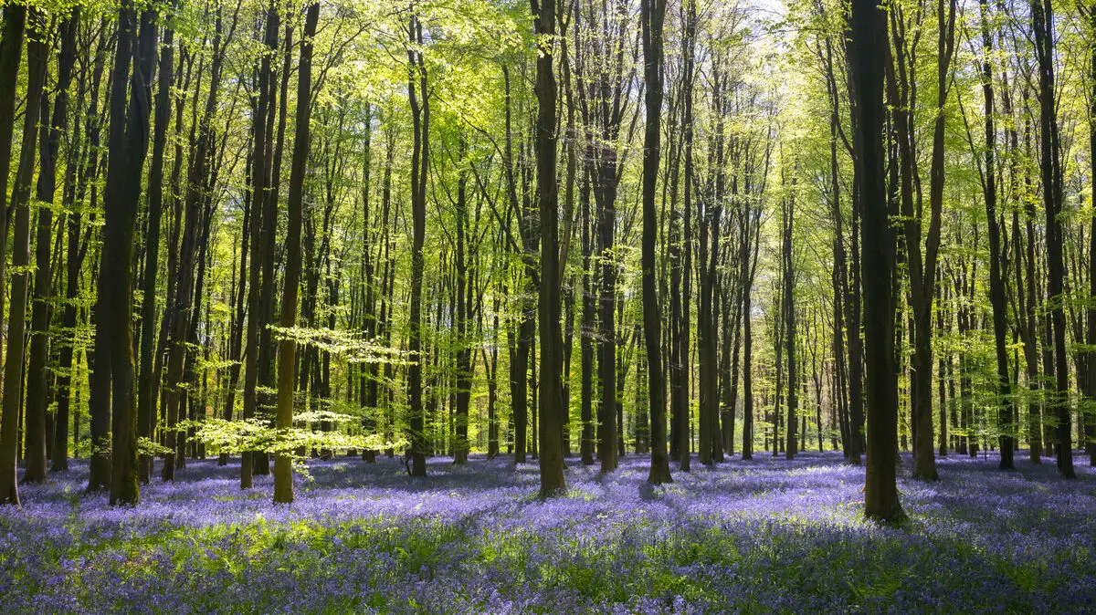 Bluebells in Micheldever Forest