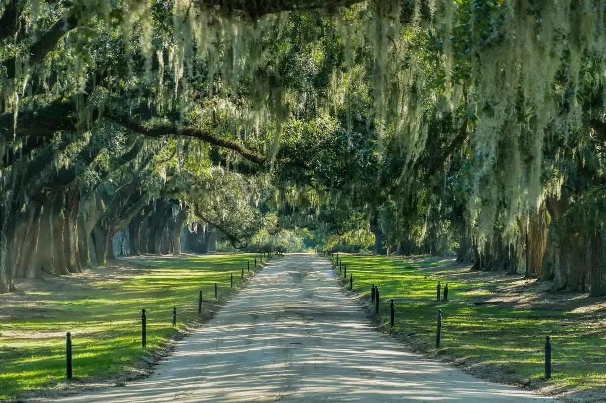 Avenue of Oaks, Boone Hall