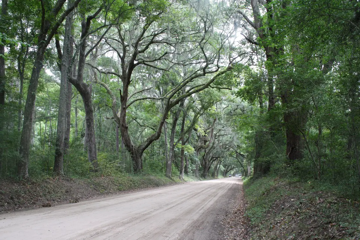 Botany Bay Road Tree Tunnel