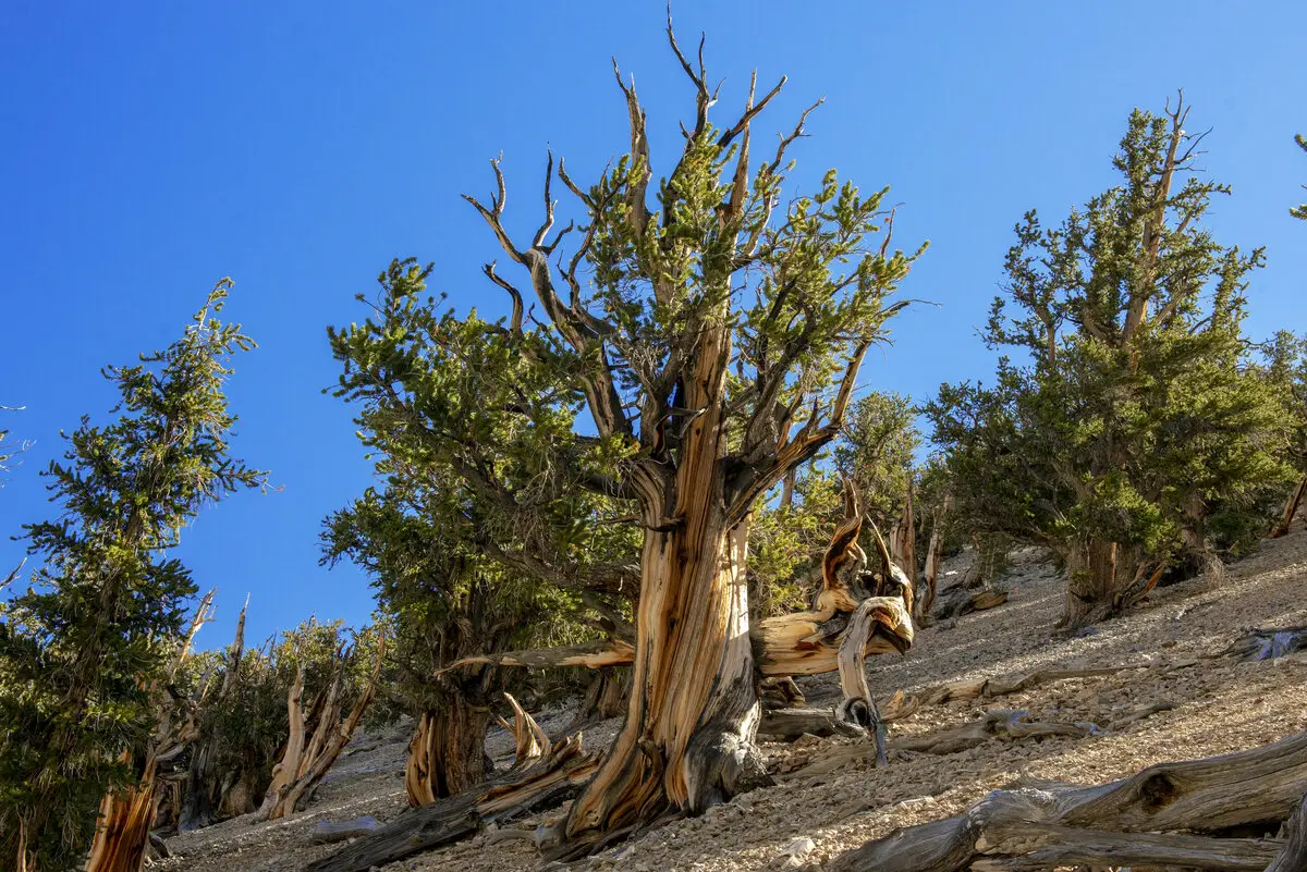 In the Bristlecone Pine Forest