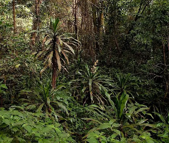 Dracaena fragrans in Chirinda Forest