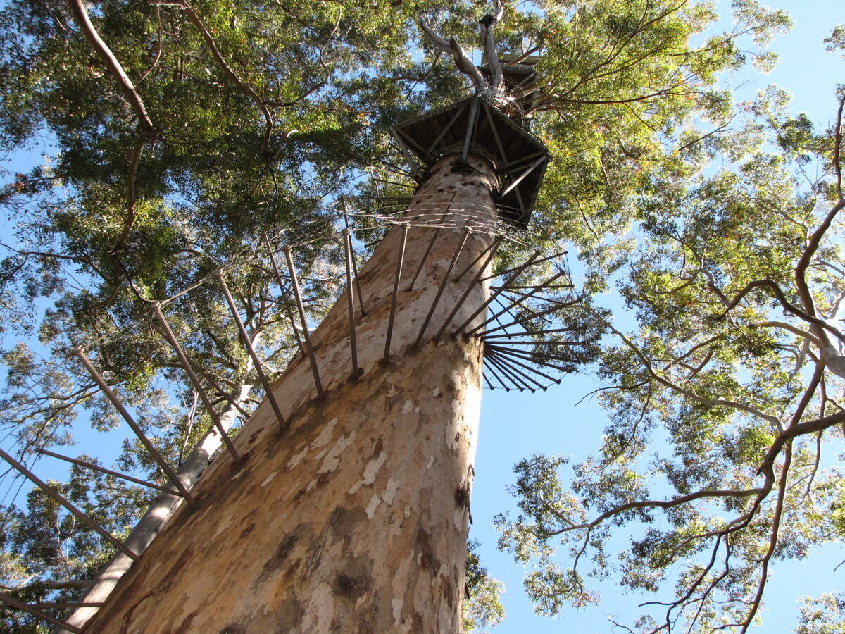 Dave Evans Bicentennial Tree