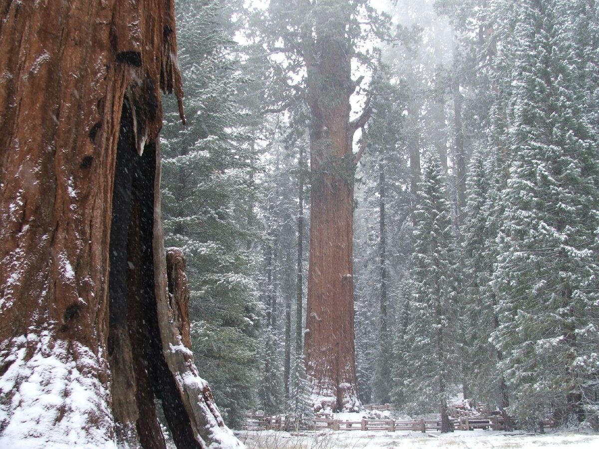 General Sherman Tree from a distance