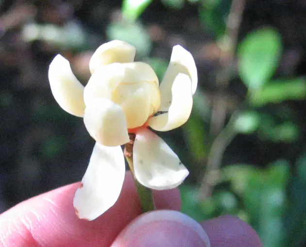 Flower of Idiospermum australiense
