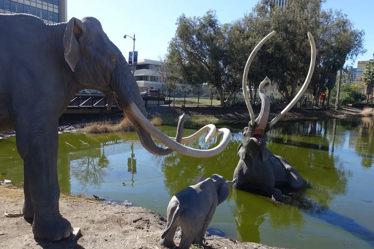 La Brea tar pits