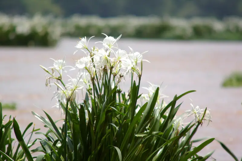 Lilies in Landsford Canal State Park