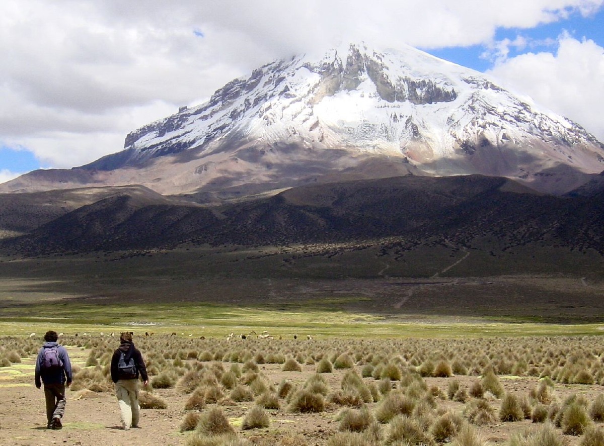 Queñua woodlands on the north-western slopes of Nevado Sayama