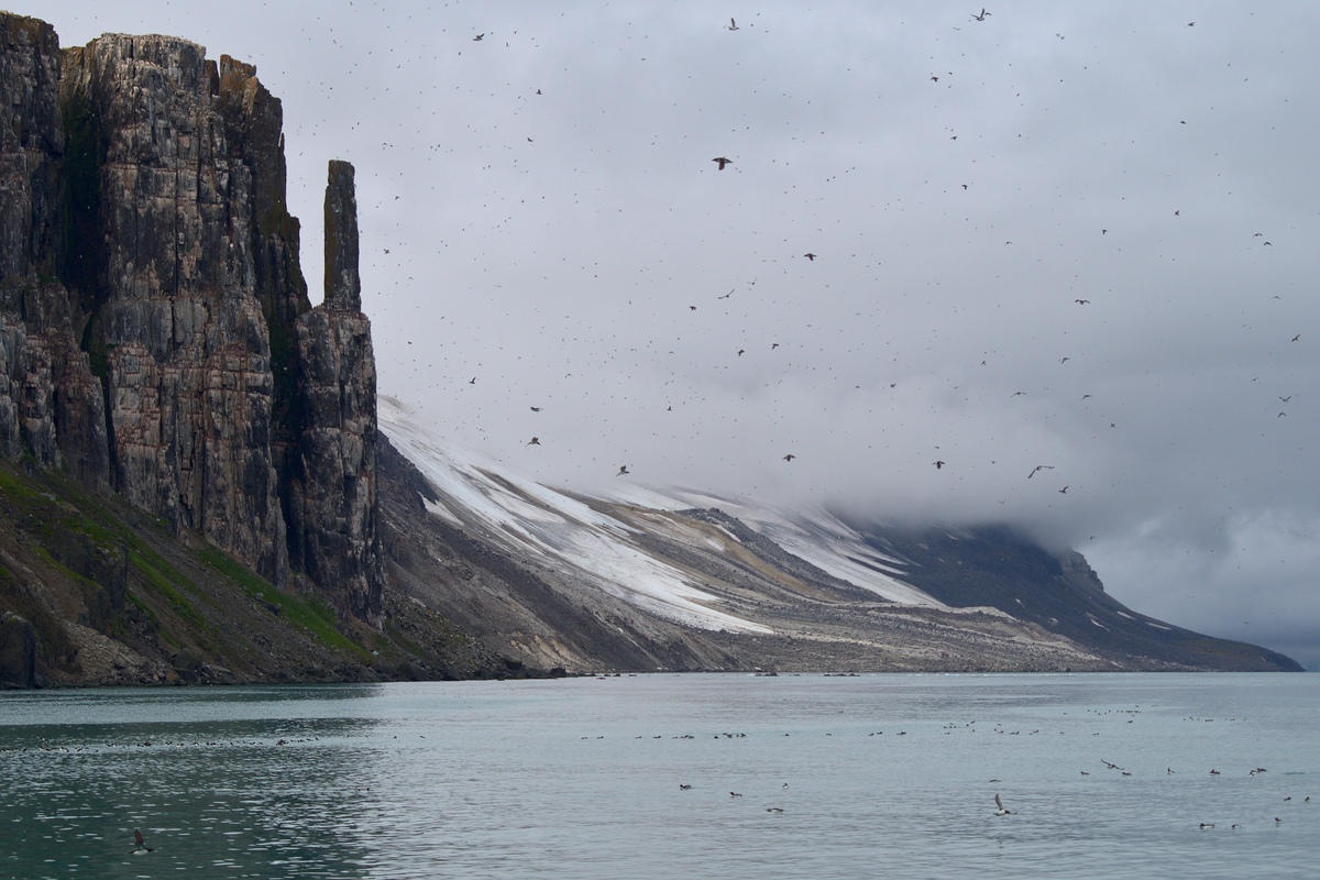Bird cliffs of Spitsbergen