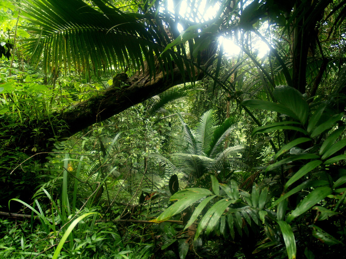 Rainforest on Tobago Island