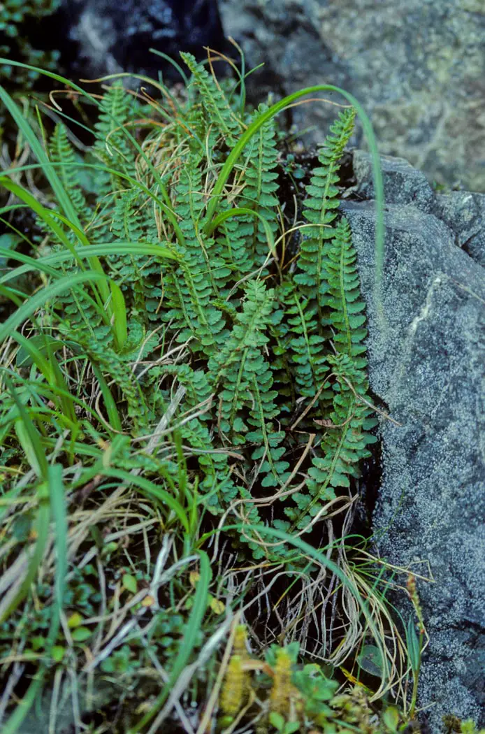 Aleutian Shield Fern, Adak Island