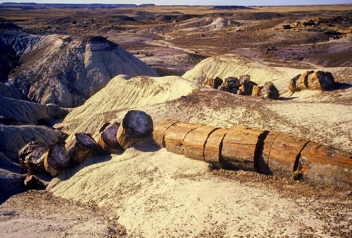 Giant Logs, petrified trunks of prehistoric trees