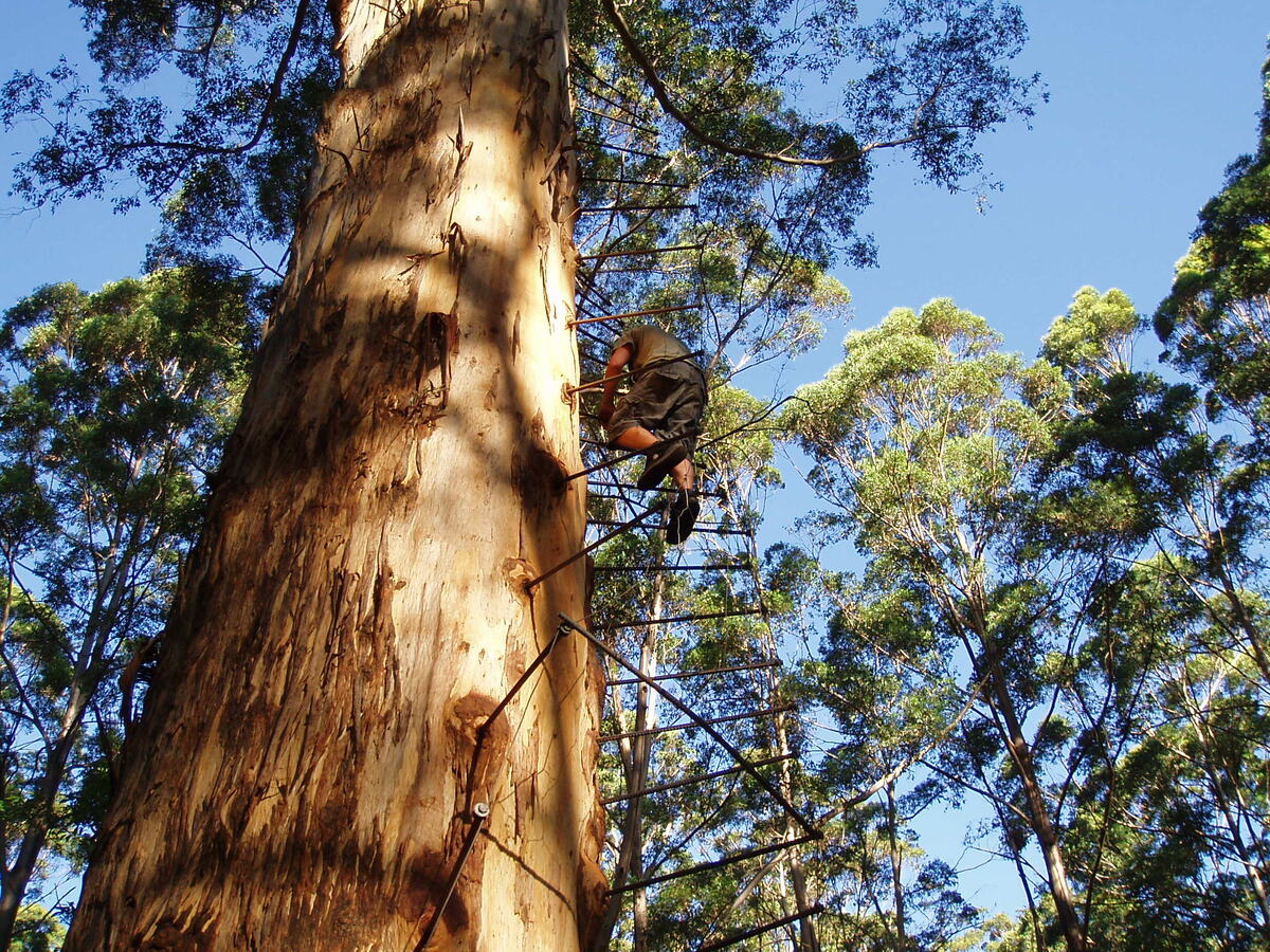 Climbing the Gloucester Tree