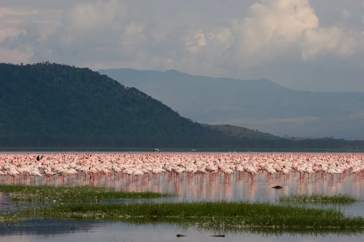 Flamingos in Lake Nakuru