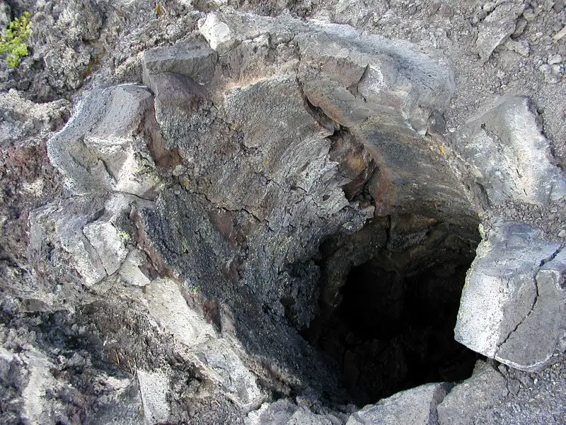 Lava Cast Forest, a cast of a tree