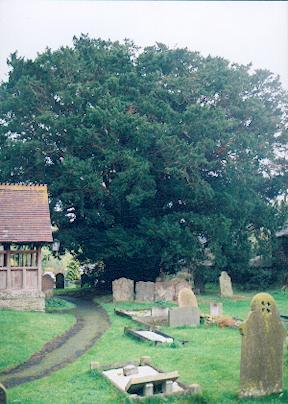 Yew at Norbury All Saints' Church