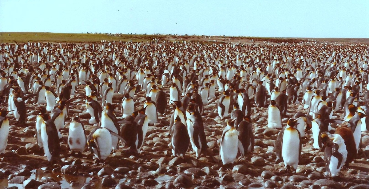 Cap Ratmanoff penguin rookery