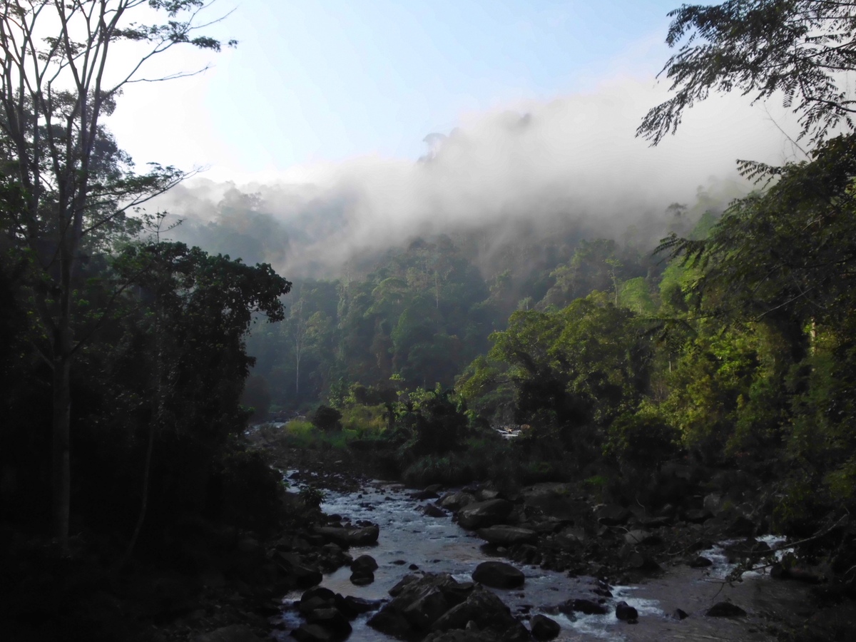 Sinharaja rainforests