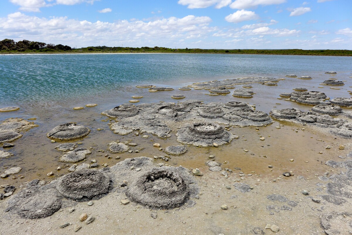 Stromatolites in Lake Thetis