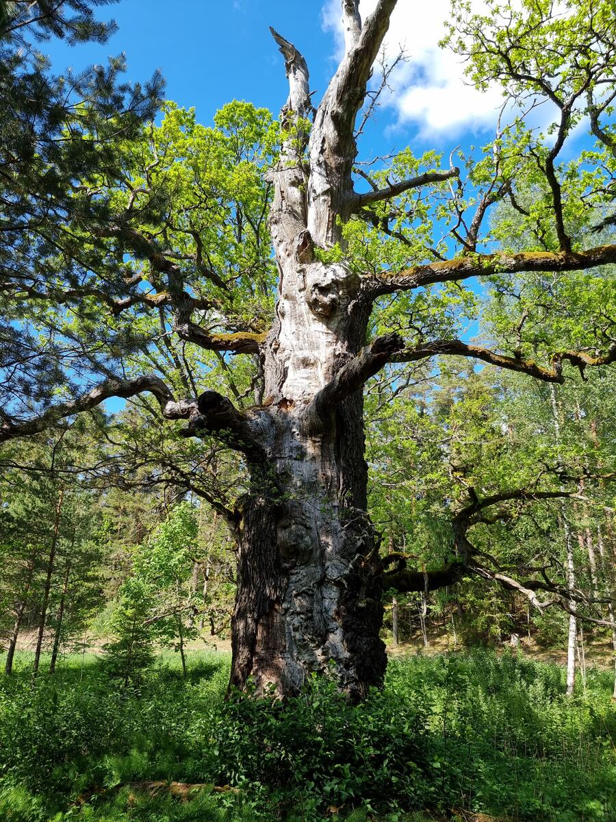Griku Oak is aging but still - green. May 2023