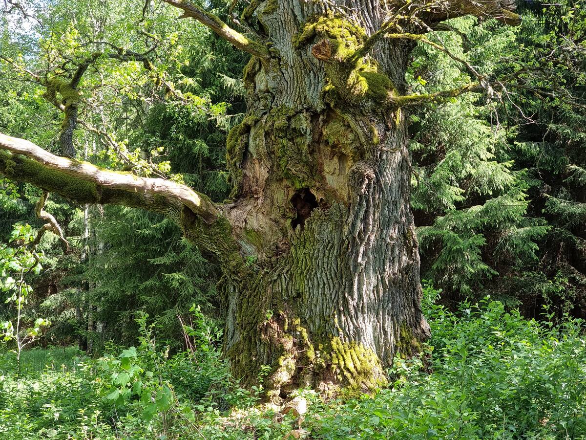 Trunk of Griku Oak, May 2023