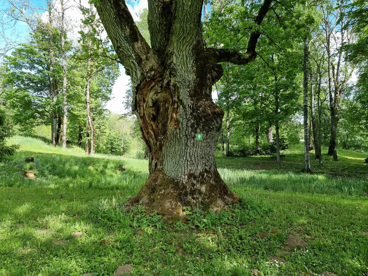Jaunpils Little Noble Oak, May 2023