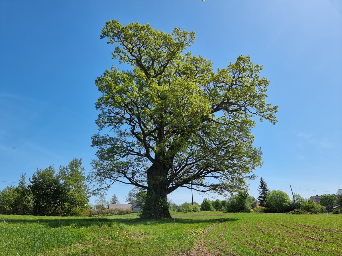 Osenieki Oak, May 2023