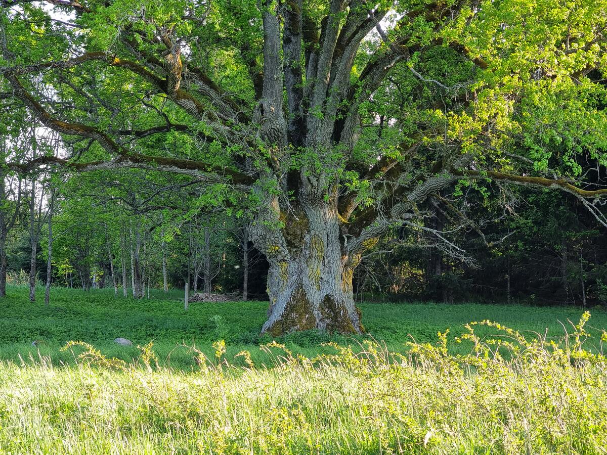 10 largest oaks in Latvia