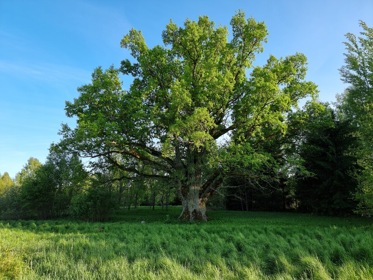 Staisu Oak in its full beauty, May 2023