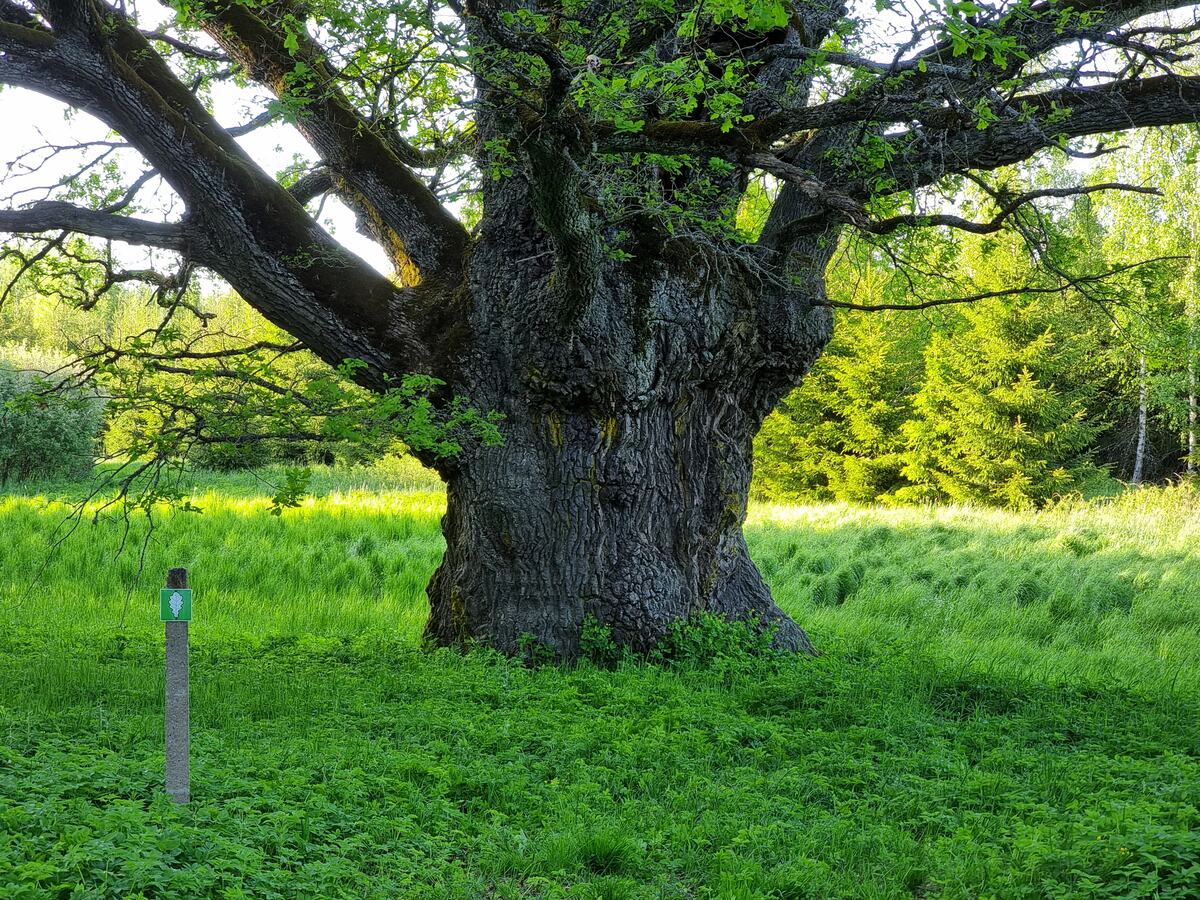 10 largest oaks in Latvia
