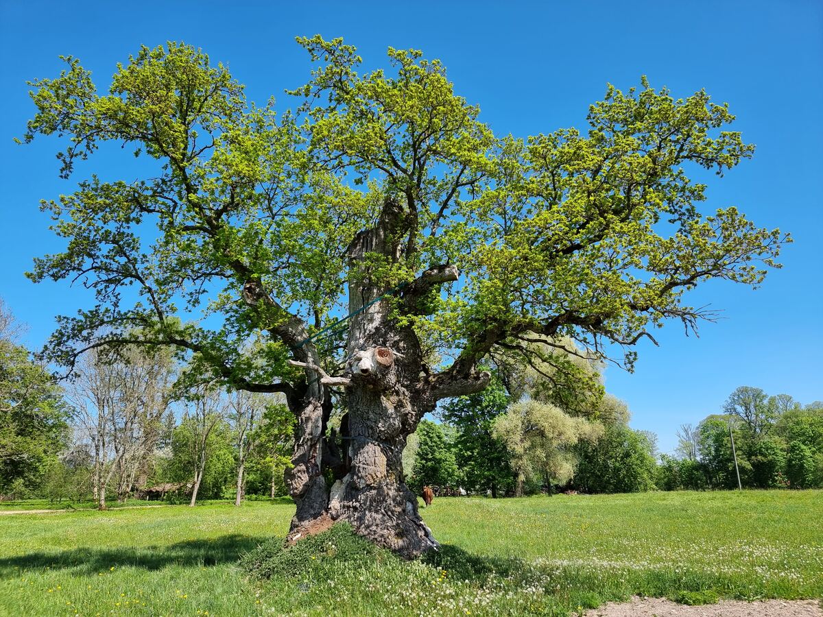 Upatu Oak, May 2023