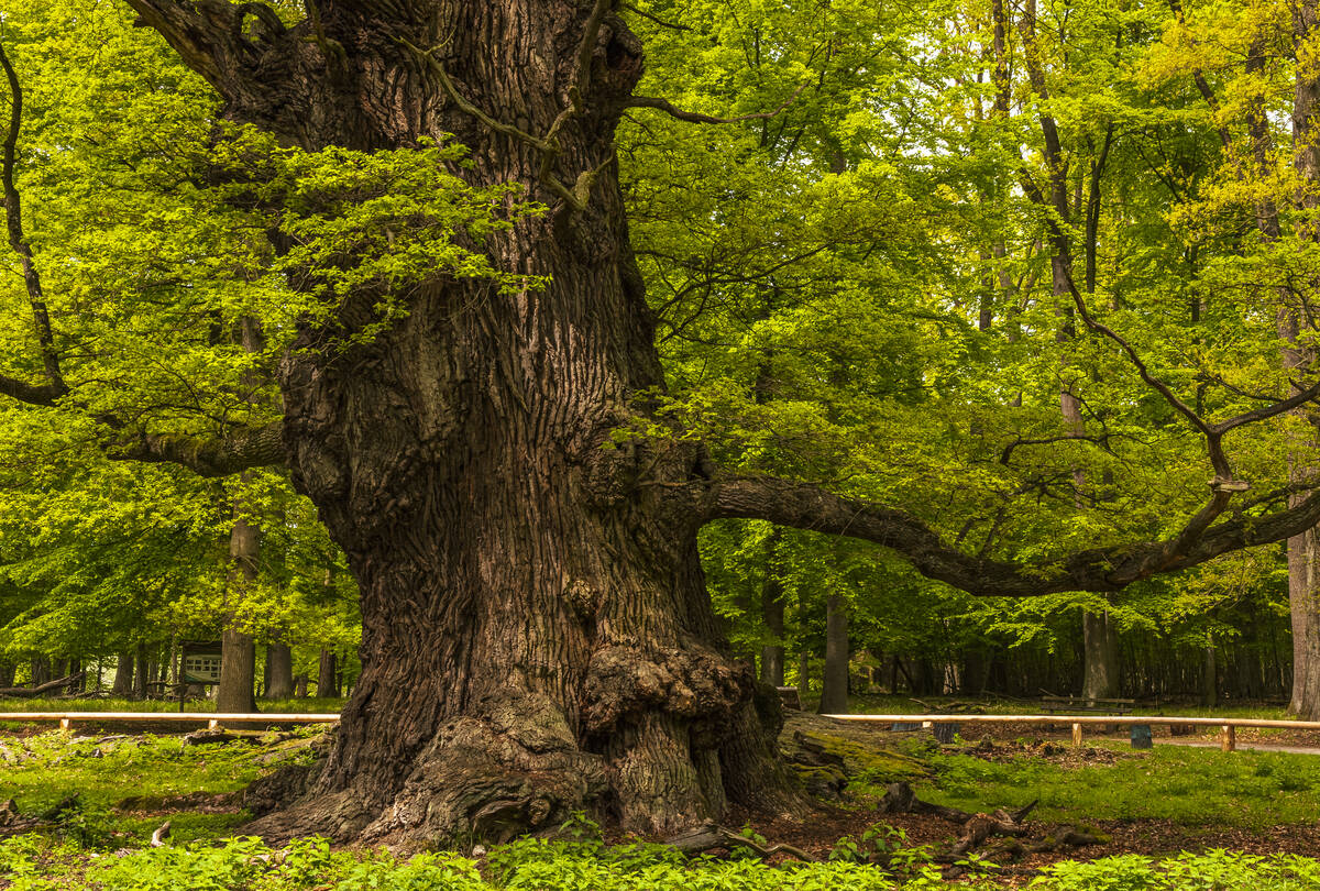 Uralteiche - the largest oak tree in Ivenack