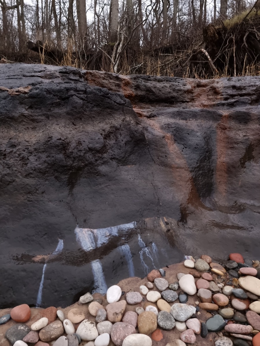 Exposed layer of gyttja in Staldzene Beach, November 2023