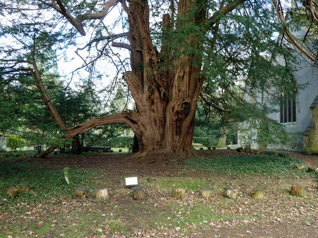 Tandridge Yew in 2011