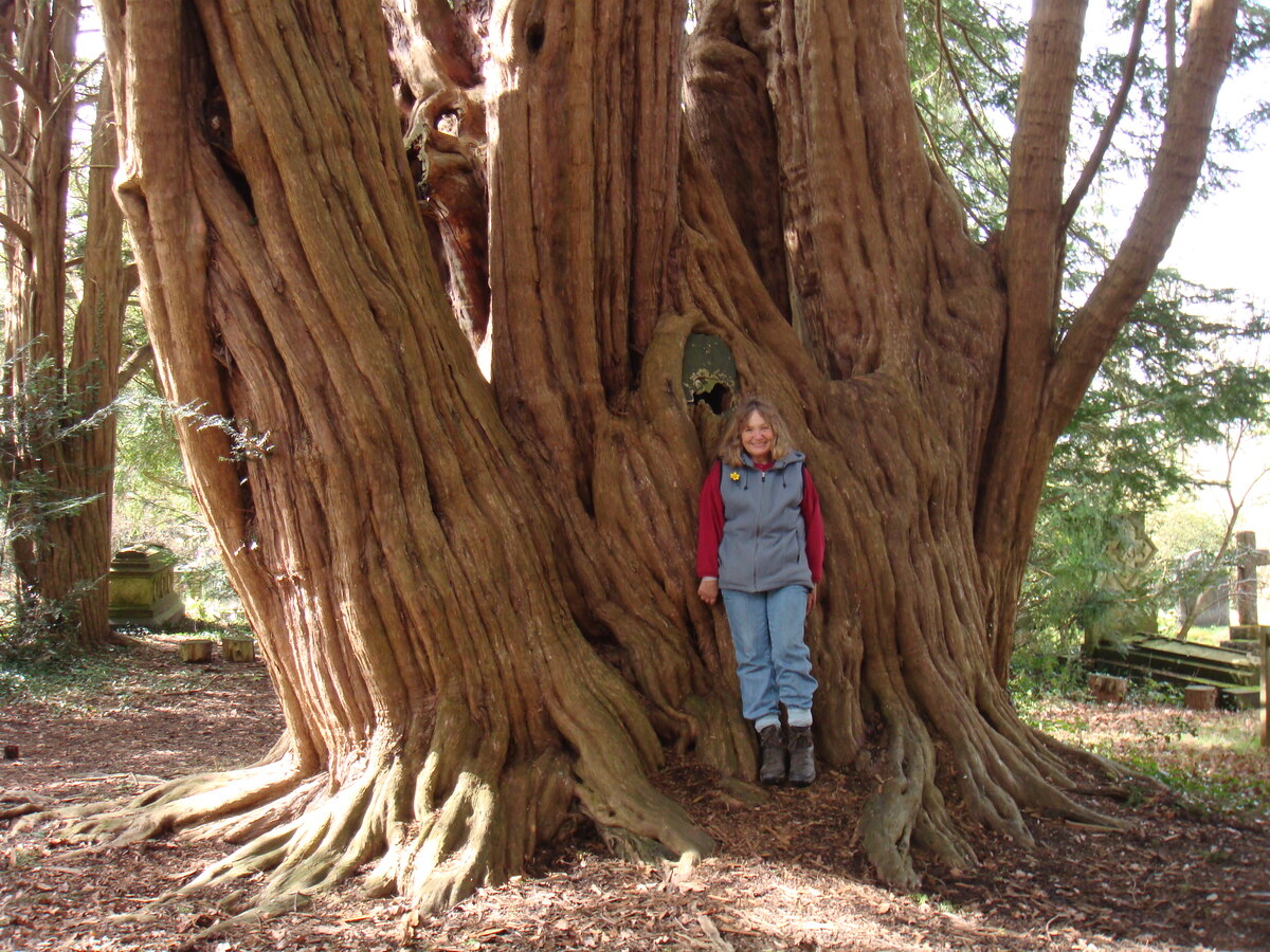 Tandridge Yew