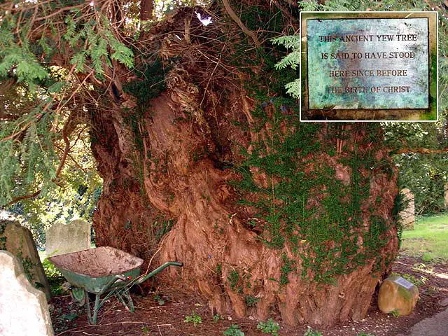 Ulcombe Old Yew